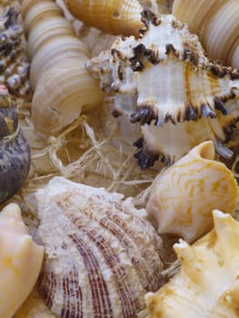 Snail shells in net background