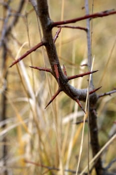 branch in grass