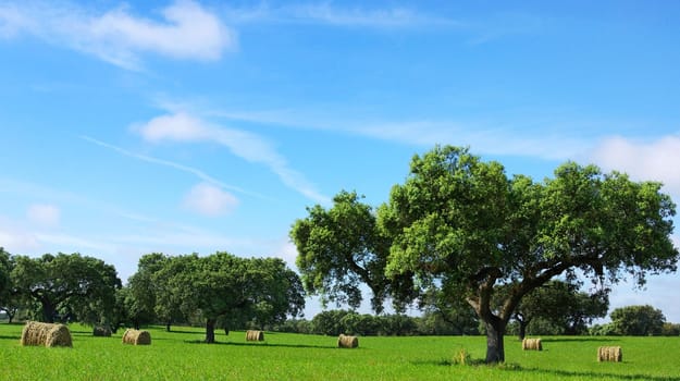 Hay bayle in the field of Portugal.