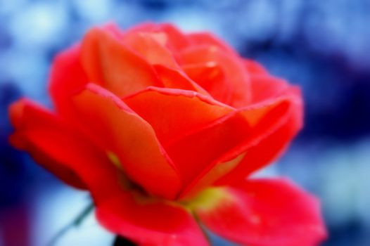 orange rose with blue background