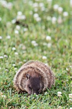 A young groundhog pup, also known as a Woodchuck,eating in a field of clover. 
