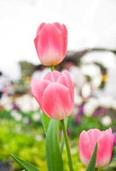 Pink tulip flora on the garden