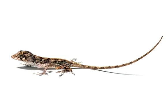 small lizard on a white background