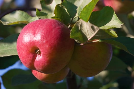 Red ripe apples on green branches of an apple-tree