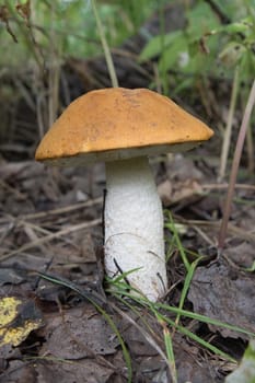 Beautiful aspen mushroom with an orange hat