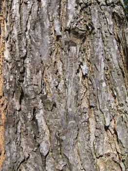 Old tree bark texture asbackground