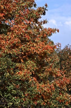 red mountain ash in autumn forest