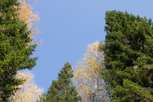 Autumn, firs, birches, the blue sky