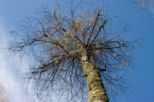 Tree with the fallen foliage