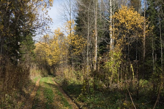 Old road in an autumn wood