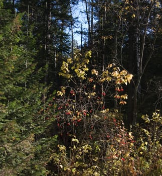 Red guelder-rose in an autumn wood