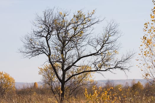 Tree with the fallen foliage