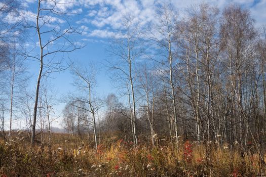 Late autumn in a deciduous wood