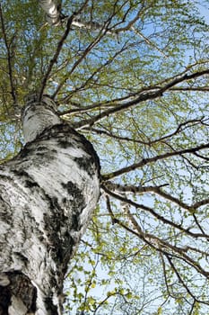 The old birch has dismissed leaves in the spring