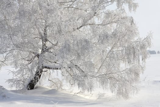 Birch in hoarfrost in the middle of December