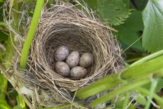 songbird's nest with five eggs