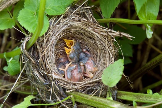 songbird nest with fledgling chicks