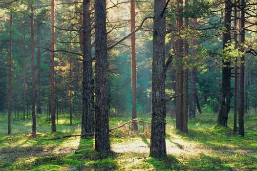 Sunbeam between high trunks of pines in coniferous forest