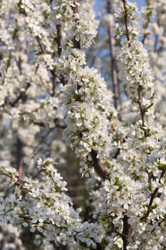 Blossoming branches plums - a background 