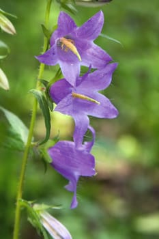 Beautiful flowers of bluebells on a wood glade