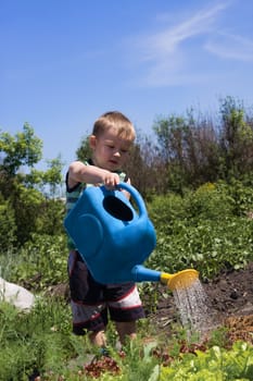 Boy watering lettuce in the garden
