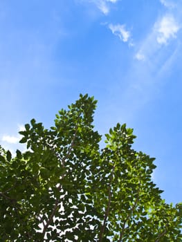 Green leaves on blue sky