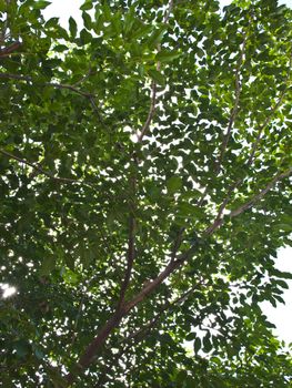 Green leaves on white