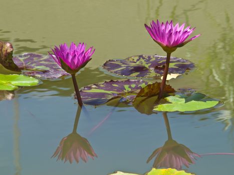 A pair of pink water lilly in a pond