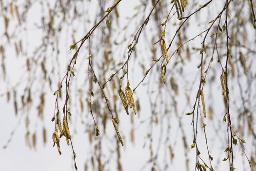 beautiful birch catkins on a background of the sky