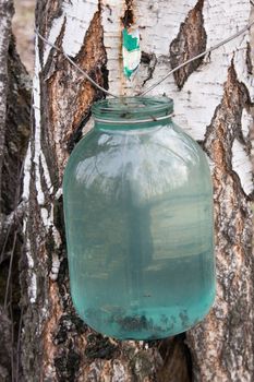 Gathering of birch sap in a spring wood