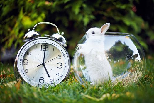 Motives for Alice in Wonderland. Rabbit sitting on the grass in the aquarium. Next big shiny watch