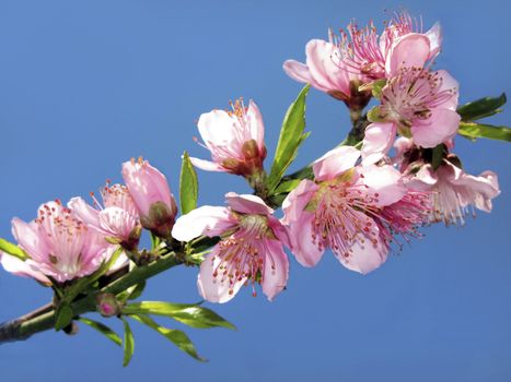 blooming  twig of peach against the blue sky