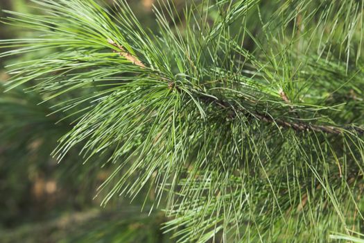 Branch of the Siberian cedar close up