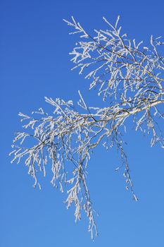 Branch of a birch in hoarfrost on a background of the blue sky