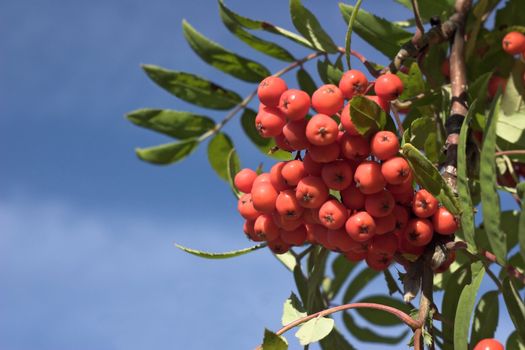 Branch of a mountain ash on a background of the blue sky