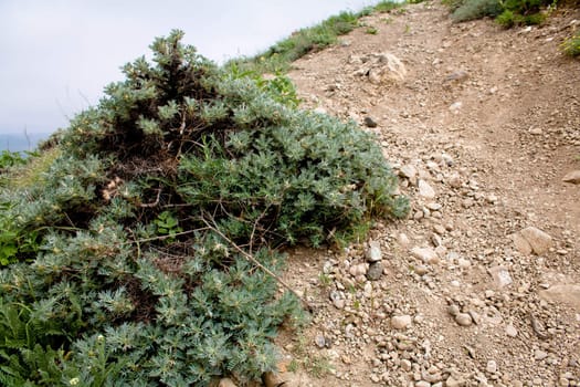 Green prikly plants on a ground
