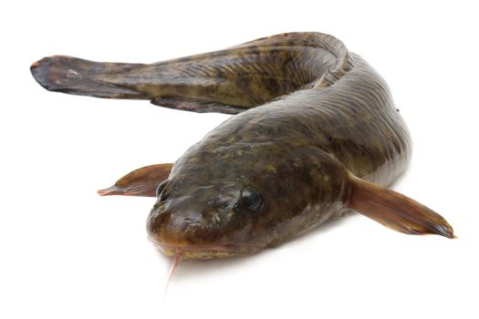 The inhabitant of the fresh-water rivers, night predator -burbot