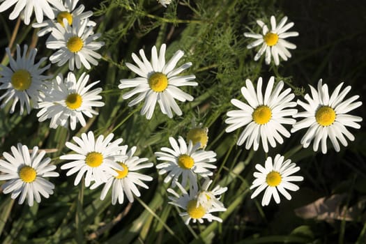 White camomiles photographed close up on a green background