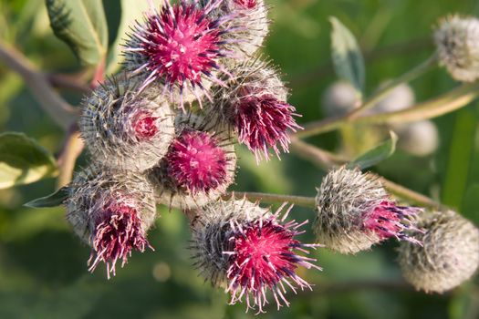 Flowers of a burdock close up