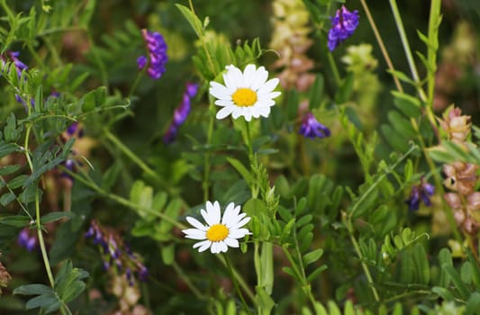 Two white camomiles among a grass