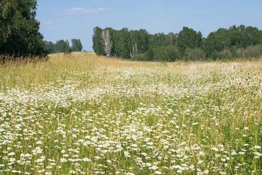 Summer landscape with camomiles