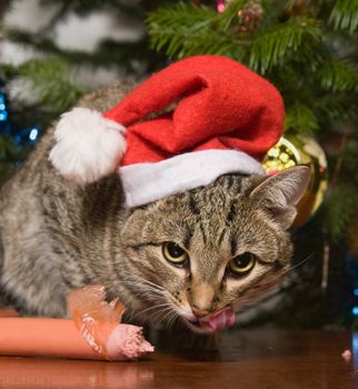 Cat with sausage on a background of a christmas fur-tree