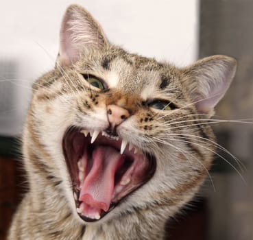 Portrait of a yawning cat with a sharp teeth