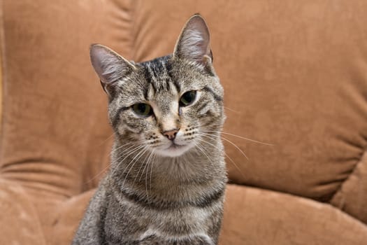 Portrait of a beautiful gray cat
