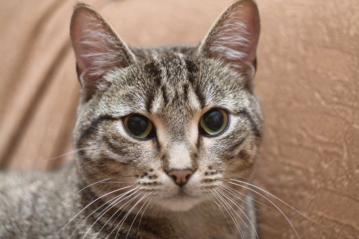 Portrait of a beautiful gray cat
