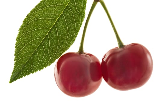 Two ripe cherries on a white background