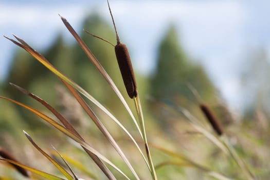 panicle a cane on a dim background