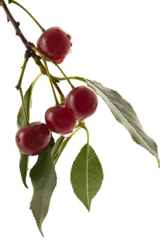 Two ripe cherries on a white background