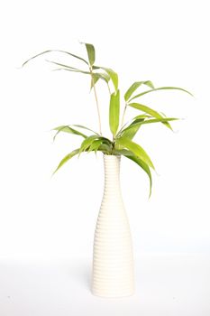 Bamboo leaves in a white vase. On white