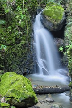 Waterfall in jungle setting, Sanuario Ecologico, Monteverde Area, Costa Rica.